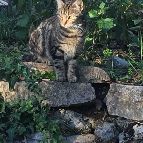 Lilou Lilou unsere Katze