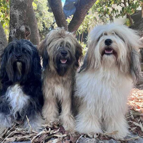 Notre-équipe-canine - Nala,Sahara,Perla Notre équipe canine