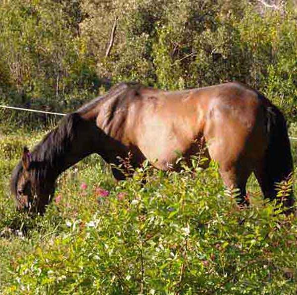 Unser Pferd Giana Giana im Garten von La Cigale Provence