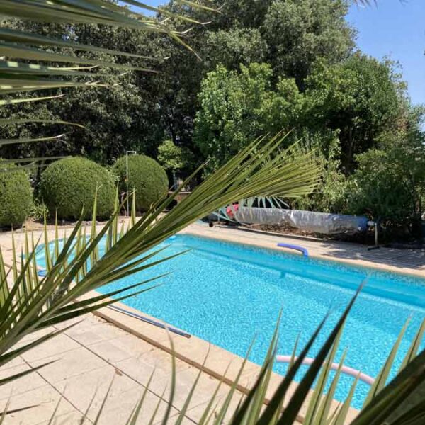 La piscine avec le palmier Vue sur la piscine et le palmier
